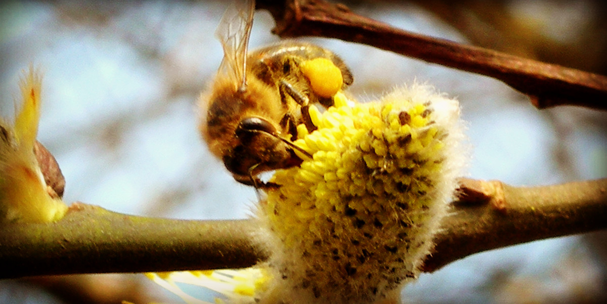 Pszczoła na Iwie