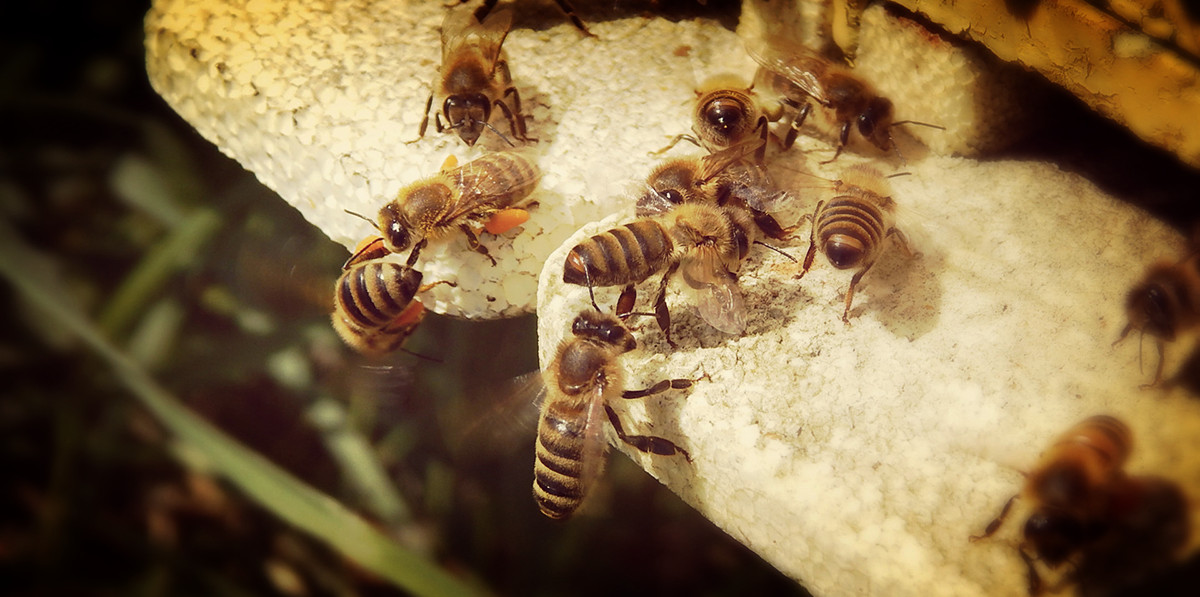 Pszczoły w pasiece